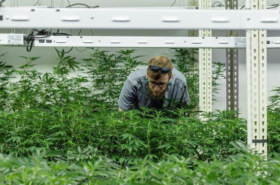 The Green Revolution of Dispensary Cannabis